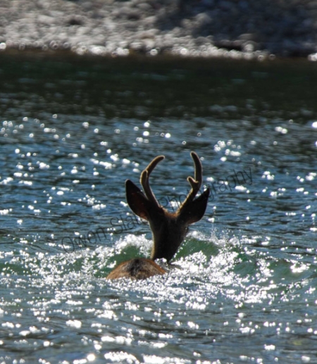 buck-swimming.jpg