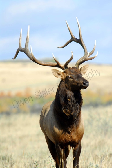 elk.jpg
