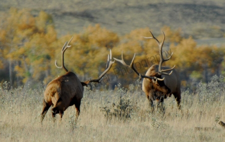 fighting-elk.jpg