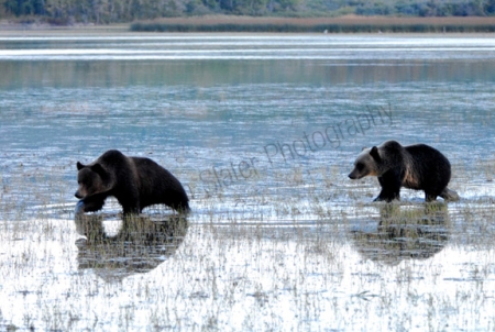 grizzlies-in-swamp.jpg