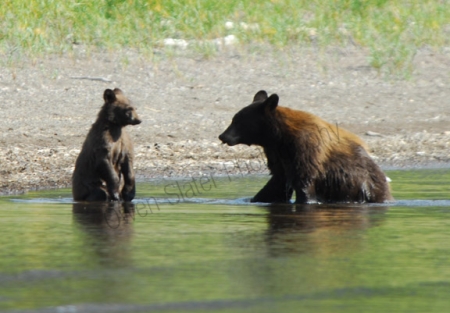 linnet-lake-bear-and-cub.jpg