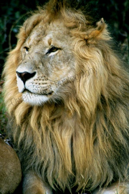 lion_maleprofile.jpg