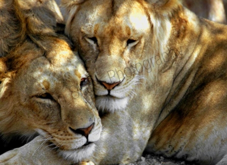 lions_brotherly_love.jpg