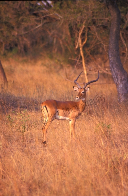 male_impala_mburu.jpg