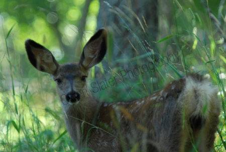 mule-deer-fawn.jpg