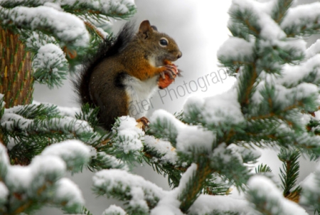 red-squirrel.jpg