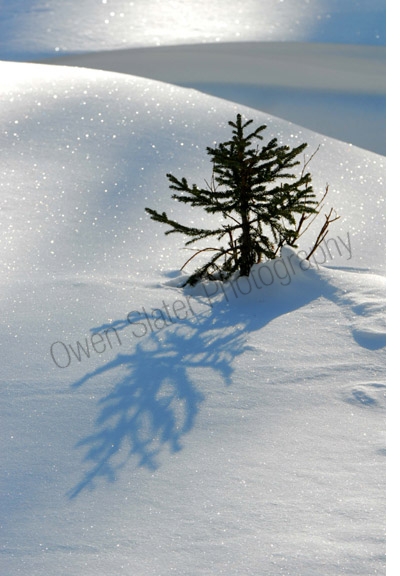 sparkling-snow-and-pine-tree.jpg