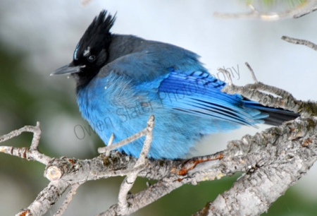 stellar-jay.jpg