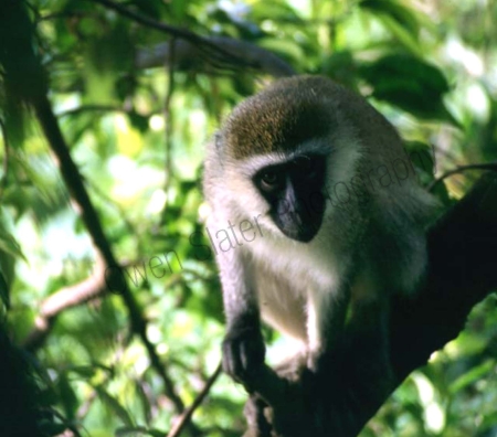 vervet_monkey.jpg