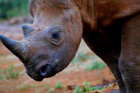 black_rhino_dswt_headprofile.jpg