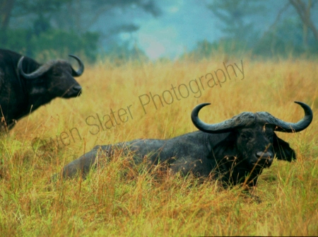 buffalo.jpg