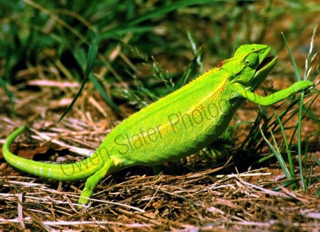 chameleon.jpg