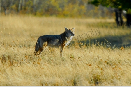 coyote-in-flats.jpg