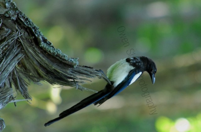 magpie.jpg