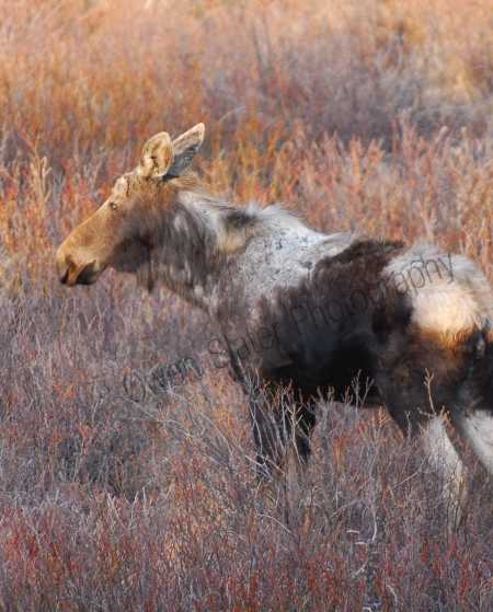 bull-moose_lost-antlers.jpg