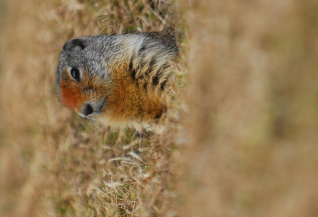 ground-squirrel.jpg
