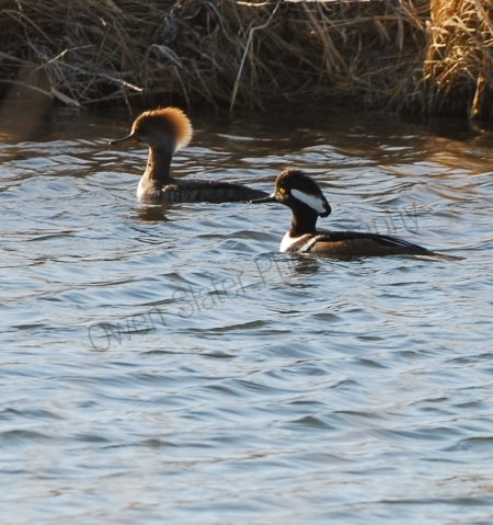 hooded-merganser.jpg