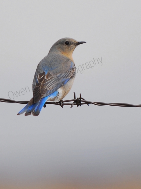 mountain-bluebird-female.jpg