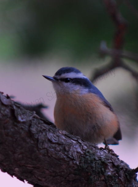 nuthatch.jpg