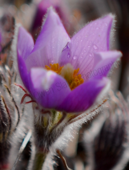 praire-crocus.jpg