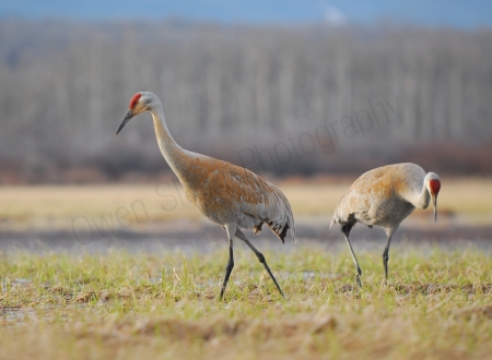 sandhill-cranes.jpg