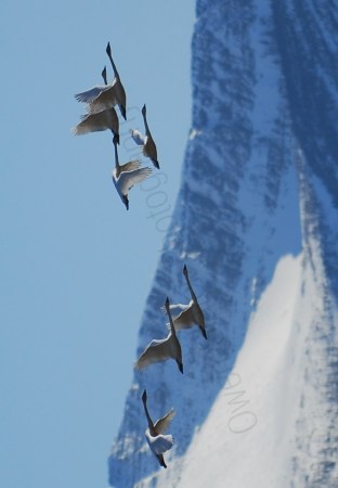tundra-swans-flying-over-mountains.jpg