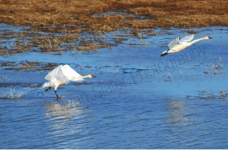 tundra-swans-taking-off.jpg