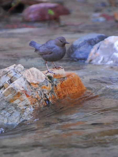 american-dipper.jpg