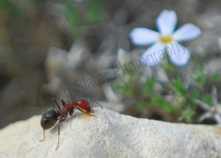ant-and-flower.jpg