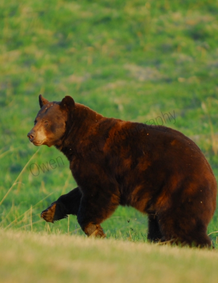 black-bear-running.jpg