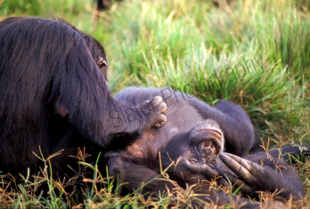 chimp_grooming.jpg