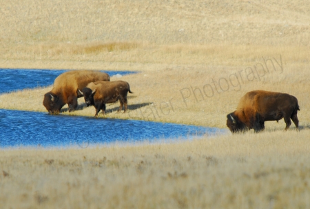 plains-bison-drinking-from-lake.jpg