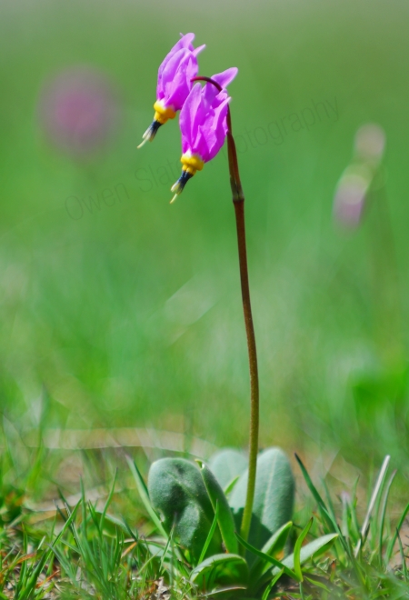 prairie-purple-orchid.jpg