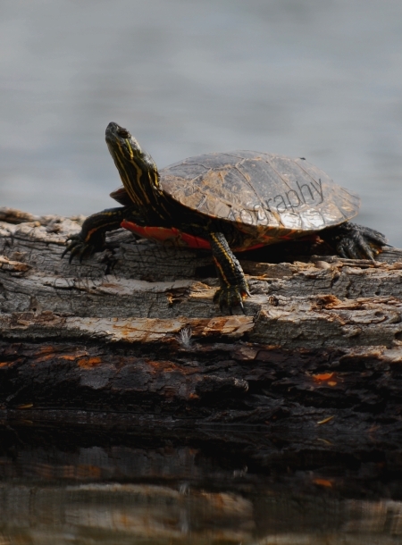 western-painted-turtle.jpg