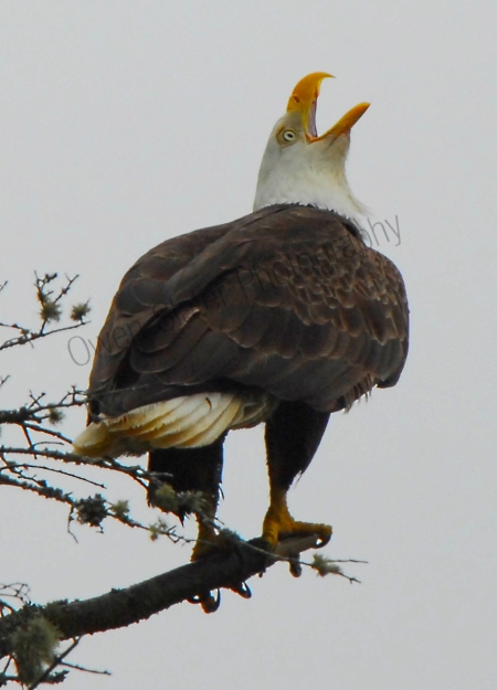 bald-eagle-calling.jpg