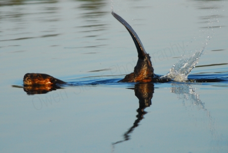 beaver-tail-slap.jpg