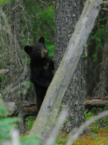 black-bear-cub-standing.jpg