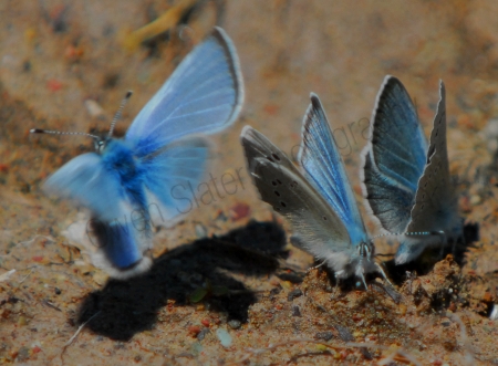 boisduvals-blue-butterfly.jpg