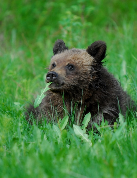 grizzly-cub-w-leaf-in-mouth.jpg