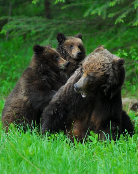 grizzly-family-playing.jpg