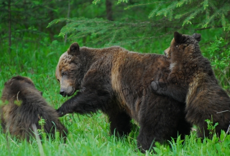 grizzly-mom-and-cubs-playing.jpg