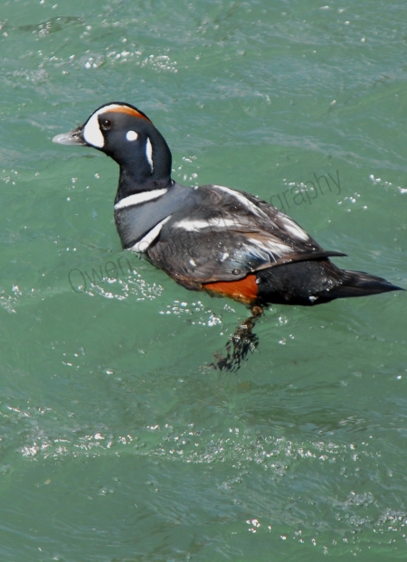 harlequin-duck-in-rapids.jpg