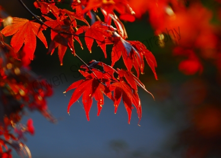 japanese-maple.jpg