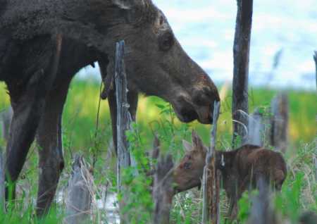 moose-mom-and-newborn-calf.jpg