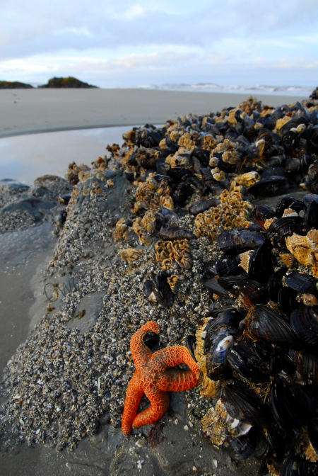 ochre-star-mussels-and-beach.jpg