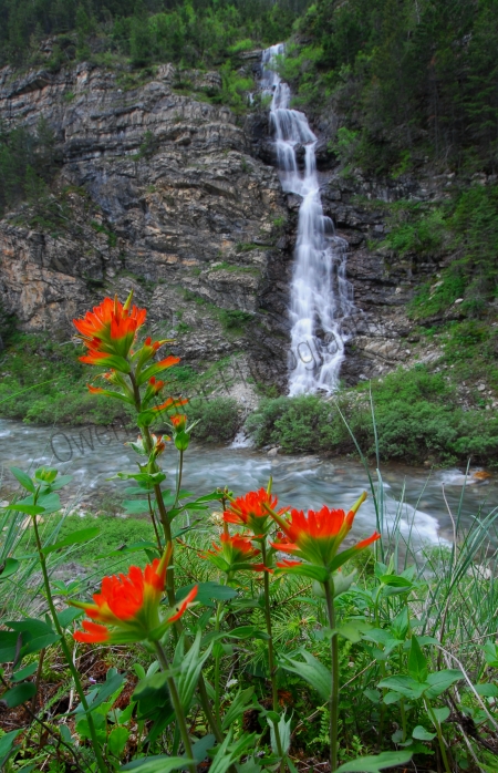paintbrush-flowers-and-waterfall.jpg