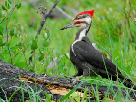 pileated-woodpecker.jpg