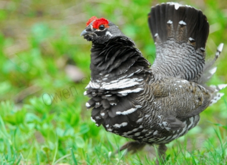 spruce-grouse-displaying.jpg