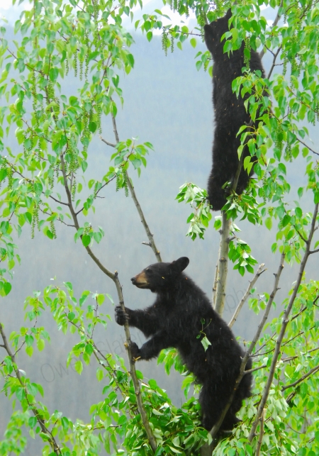 1yo-black-bear-cubs-in-tree.jpg
