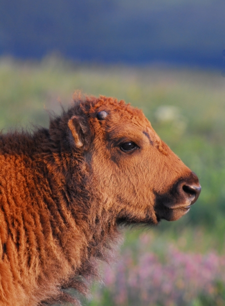 bison-calf.jpg